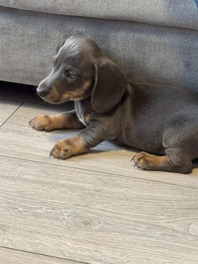 Miniature dachshund puppies!!