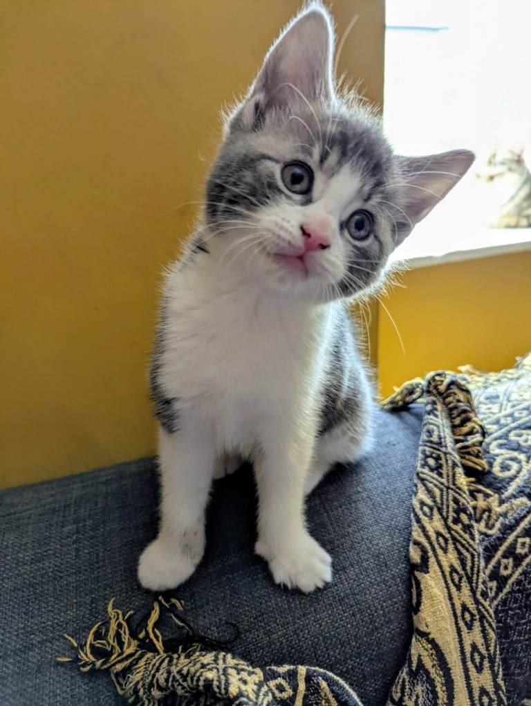 3 boy kittens