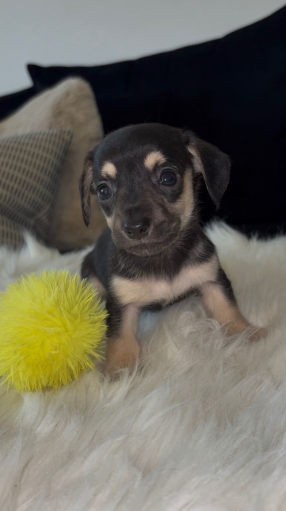 LAST ONE MALE MINI DACHSHUND PUPPY