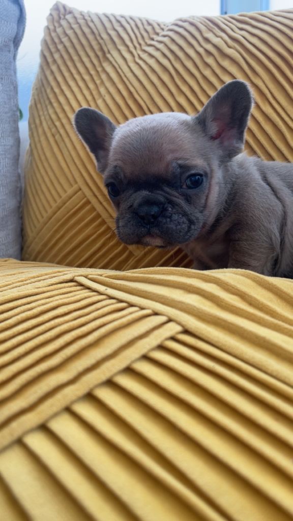 Ready now for there 4ever homes 