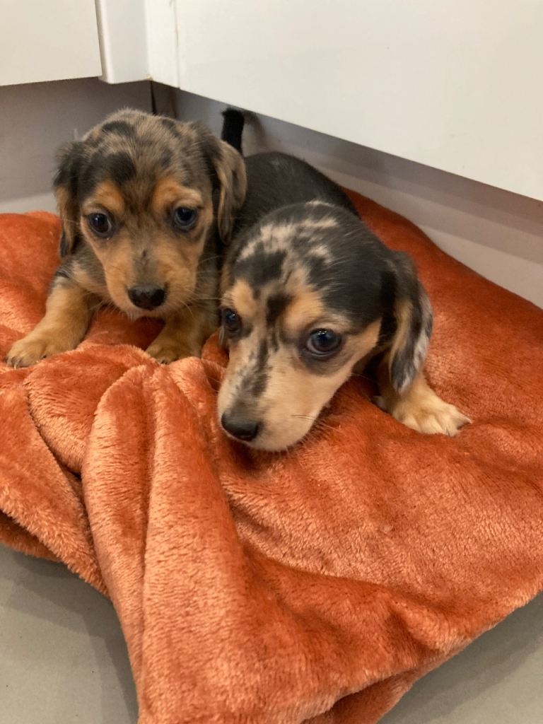 Miniature dachshund puppies 