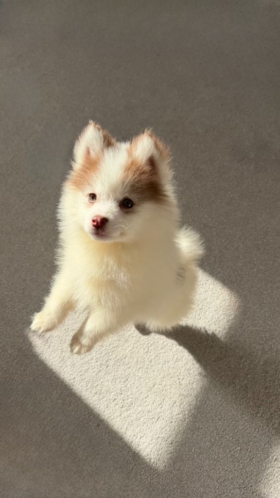 Pomsky puppy 