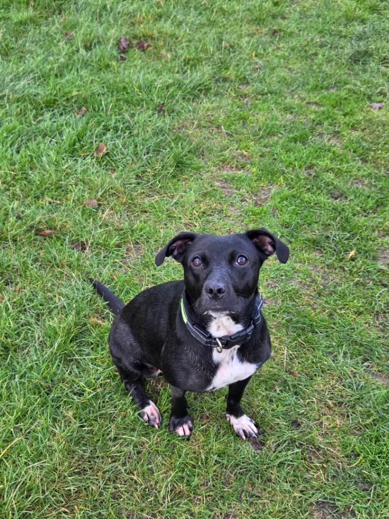 Gorgeous Labrador x staffy needing new home