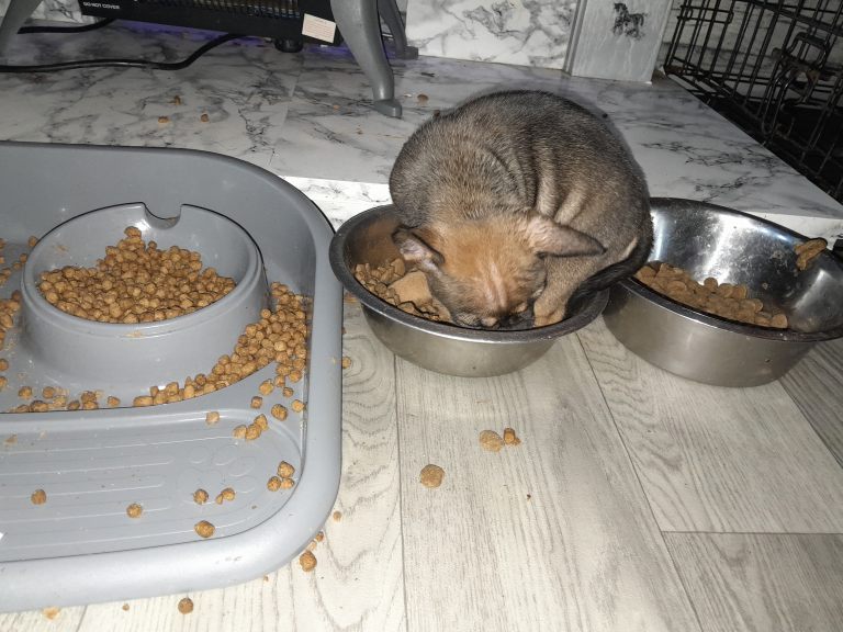 French bulldog x pups 