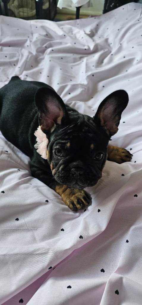 French buldog puppies for sale.