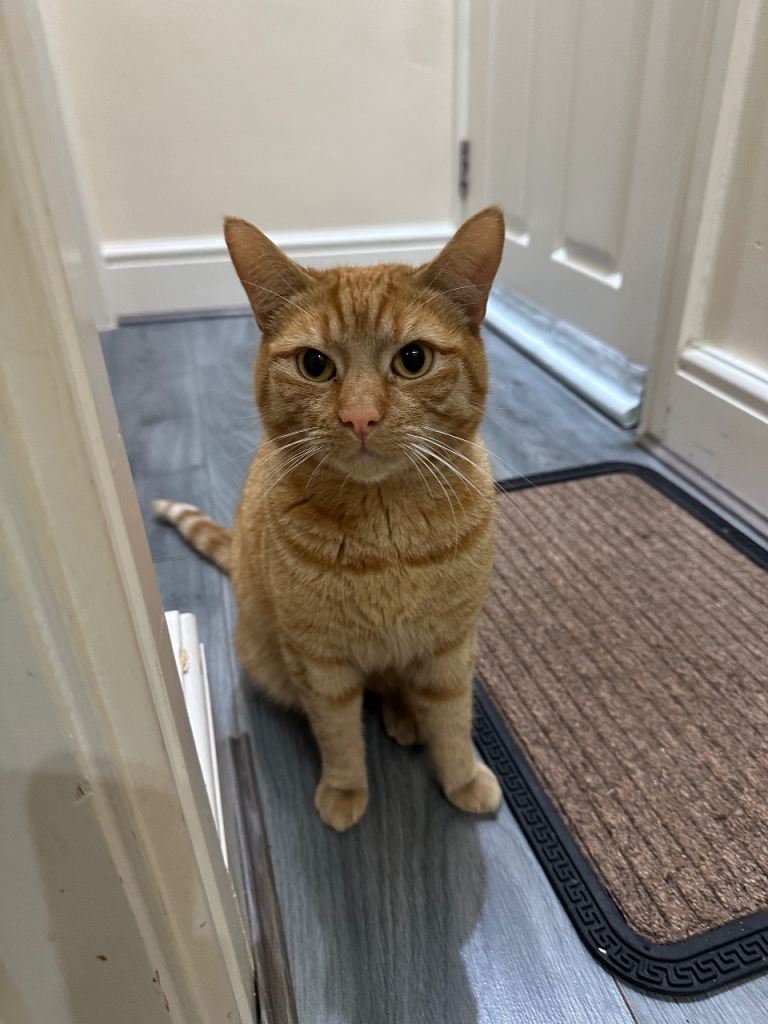 Ginseng - Tabby 1 year old Cat 