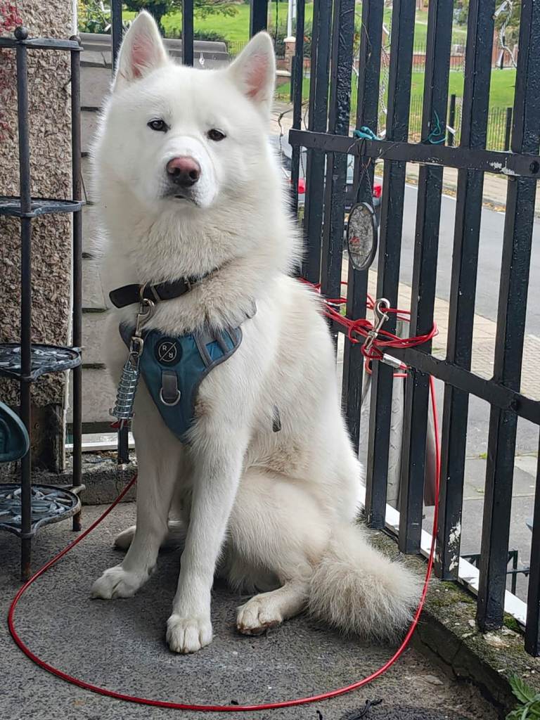 Male Huskey