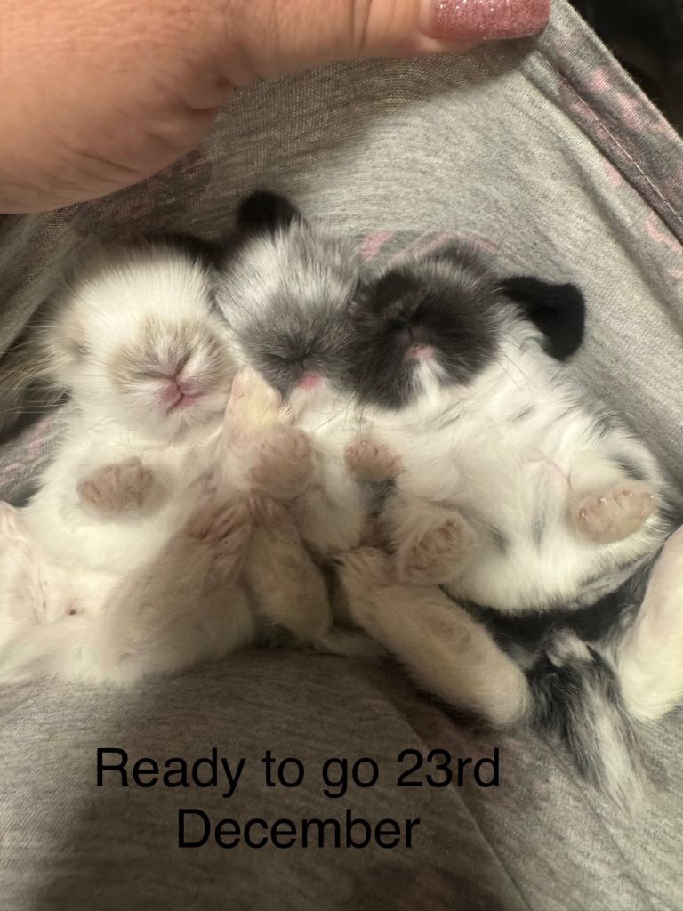 Dwarf baby lop ear bunnies for sale- 