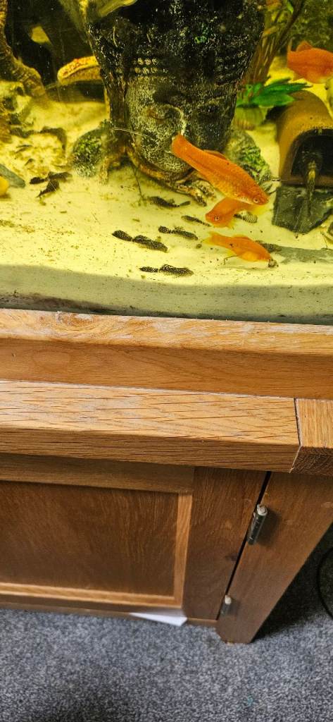 Bristlenose plecs, endler fry and a few swordtails