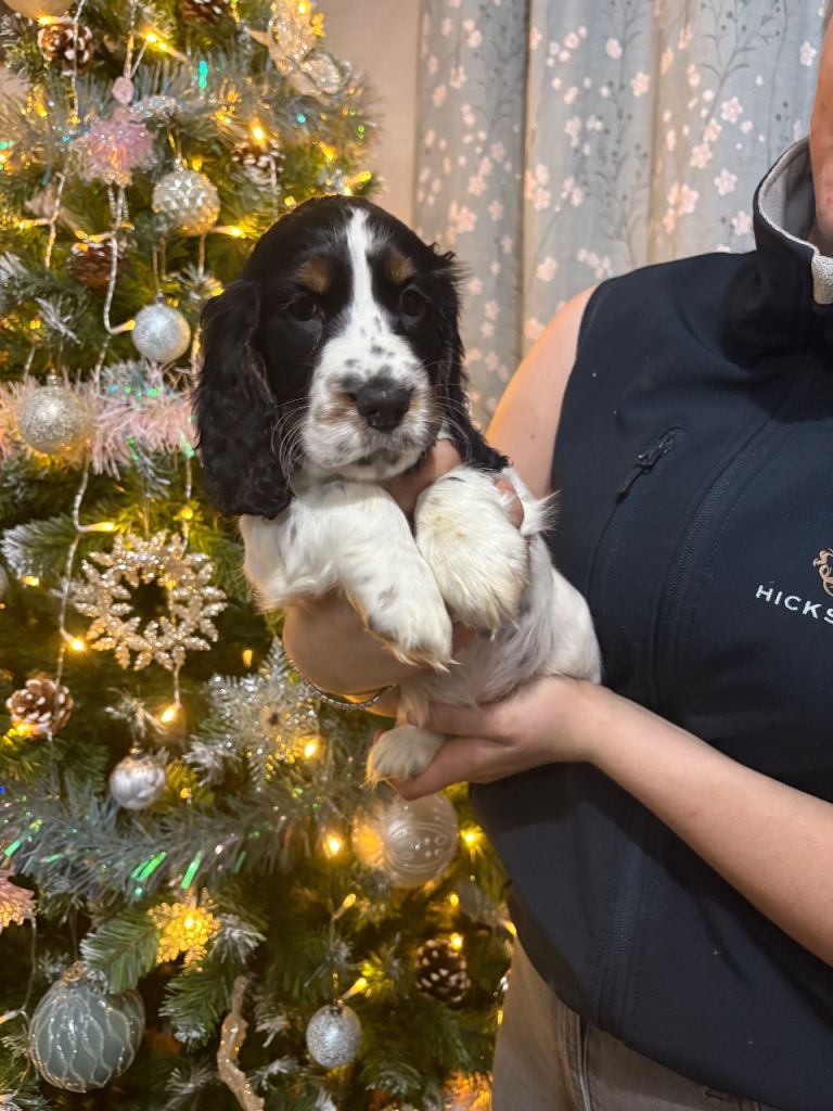Stunning show cocker spaniels 