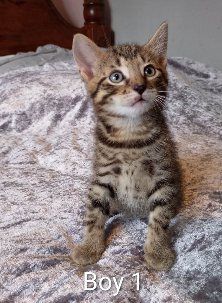 Stunning kittens Bengal cross 2 boys 2 girls