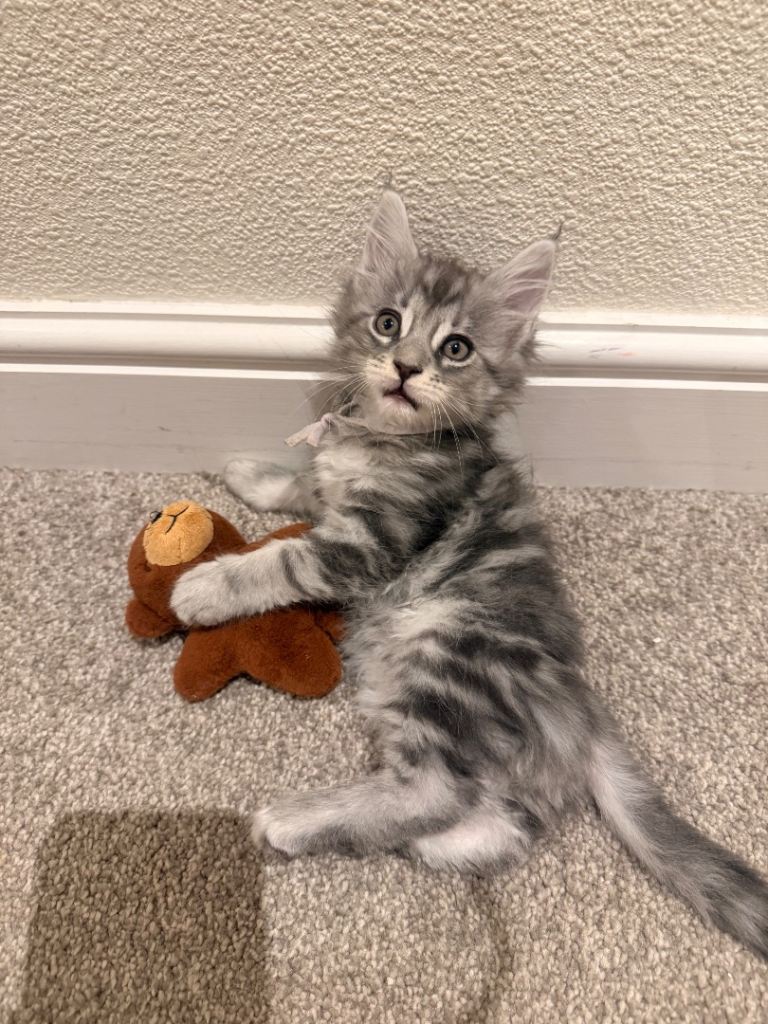 Pedigree Maine coon kittens