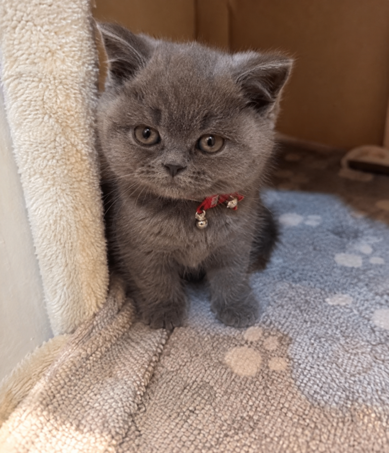 Beautiful British Shorthair Kittens – GCCF Reg