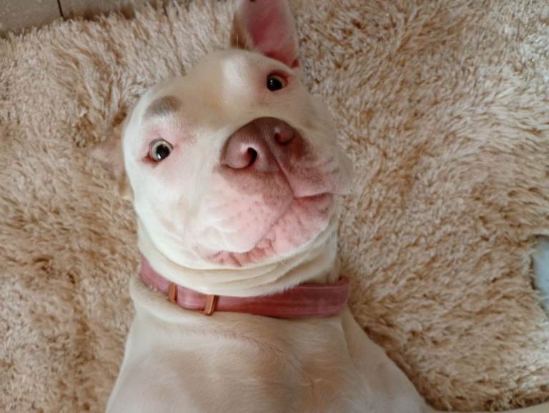 Beautiful girl reluctant rehoming 