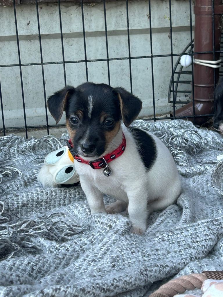 🐶 Gorgeous Jack Russell Puppies 🐶