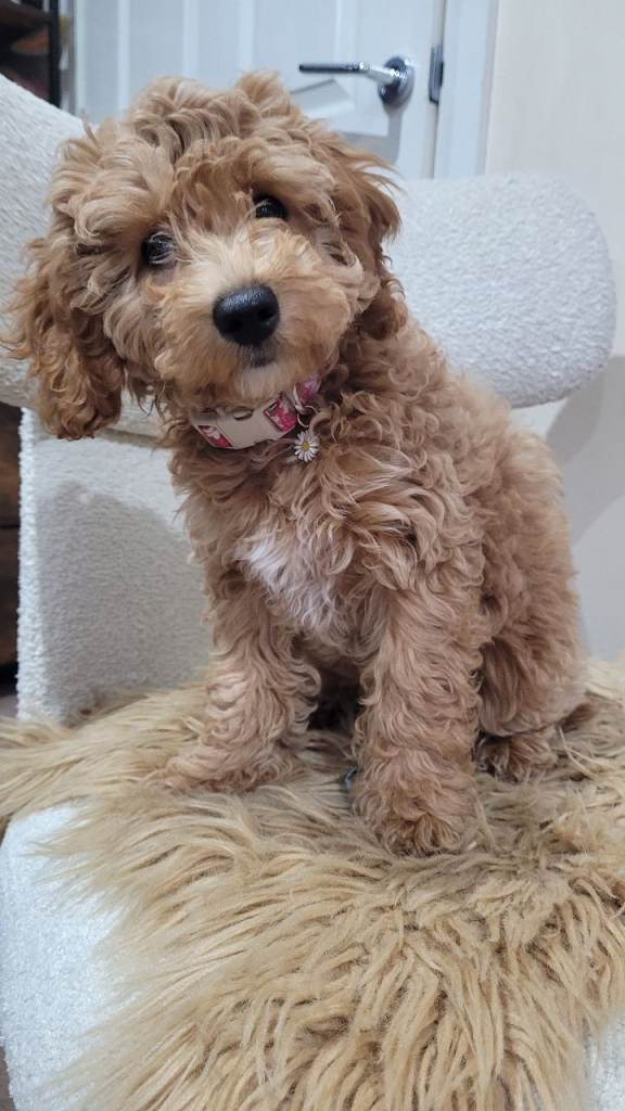 Sweet cockapoo girl puppy