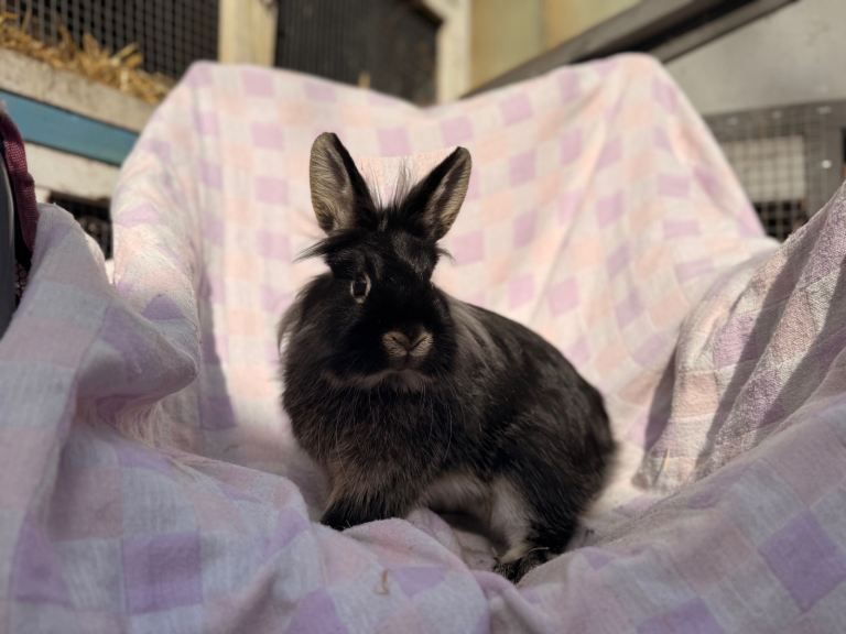 Rabbits for sale. Mixed prices and ages