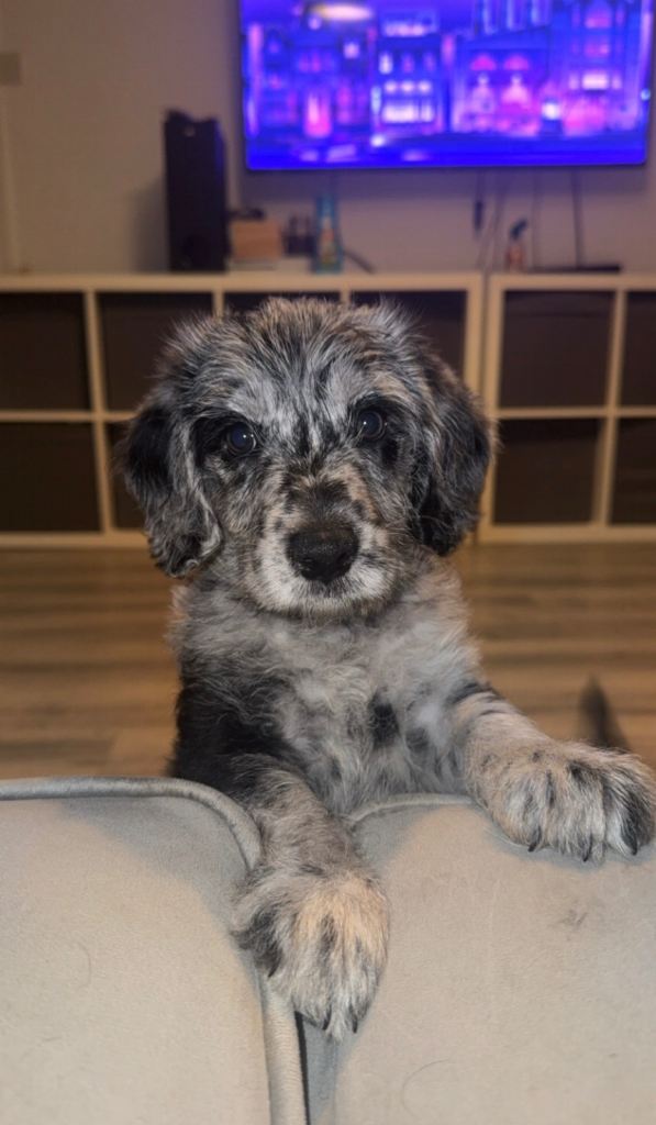 READY TO LEAVE - miniature labradoodle 