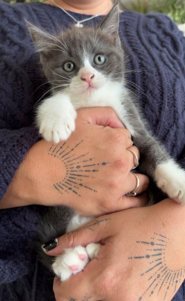 2 kittens ready to go