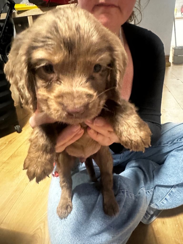 9 week old cocker spaniel puppy 
