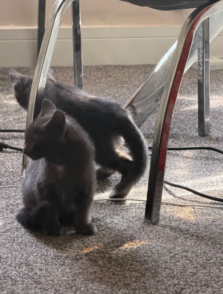 Mixed Russian blue