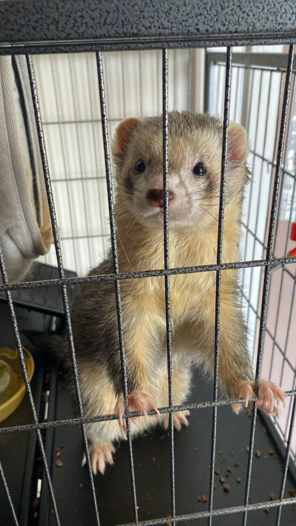 Two ferrets for new home.