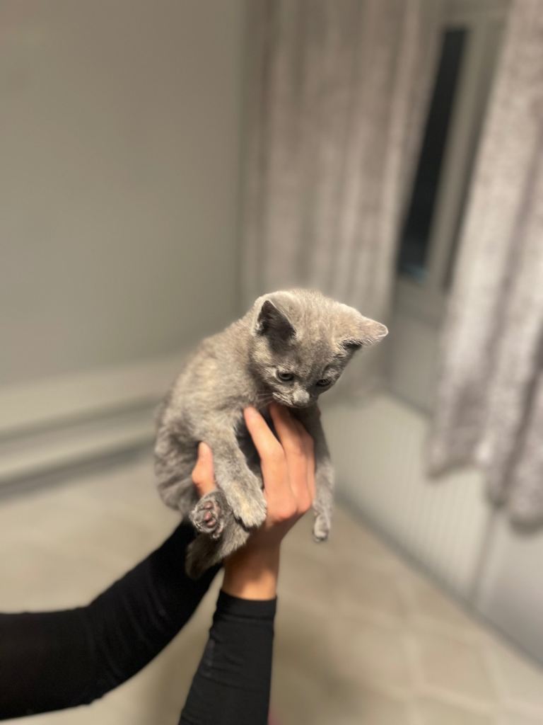 Beautiful most loving kittens for sale mixed colours 