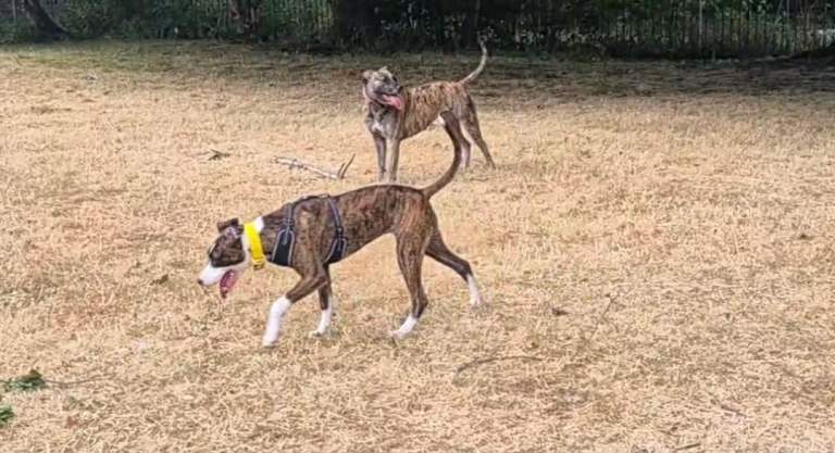 Presa canario puppy 