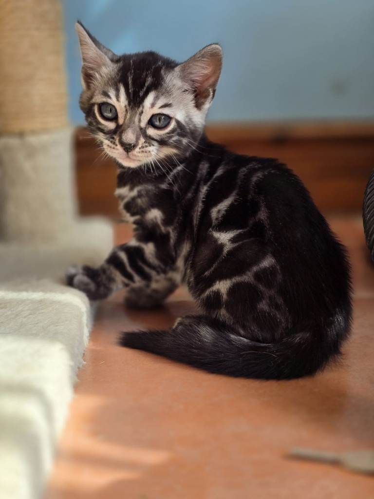 Pedigree Silver Charcoal Bengal Kitten ready for new home 