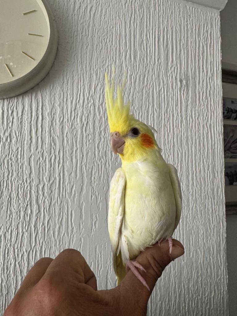 Hand reared baby cockatiel ready for it’s new home in Dunstable 