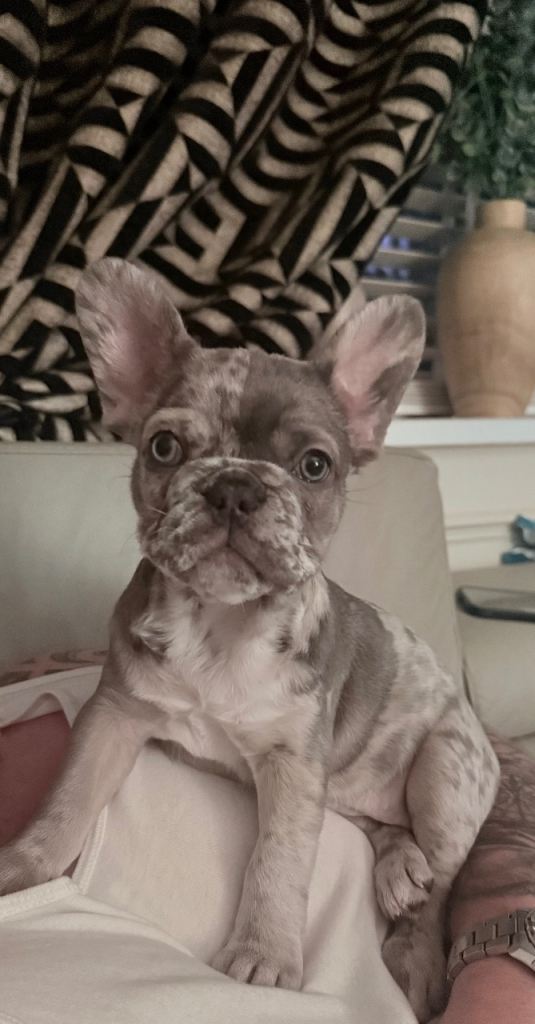 Fluffy carrier lilac blue marle girl 