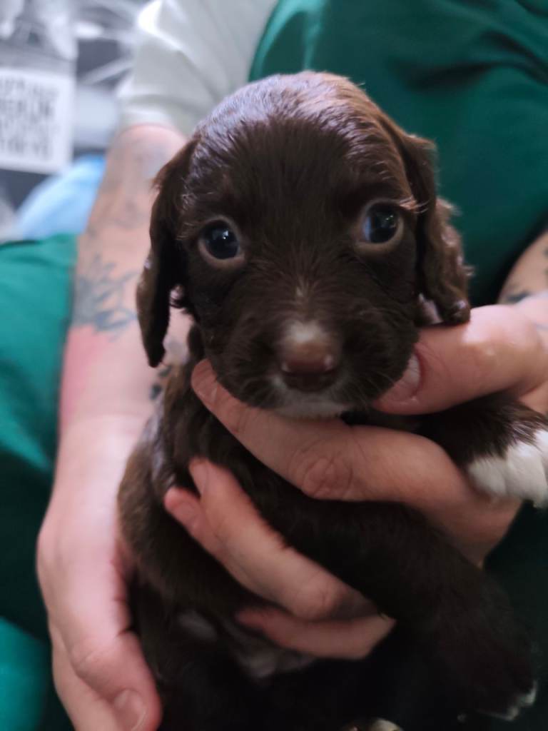 5 beautiful sproodle puppies 