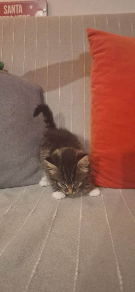 Gorgeous norwegian forest kittens