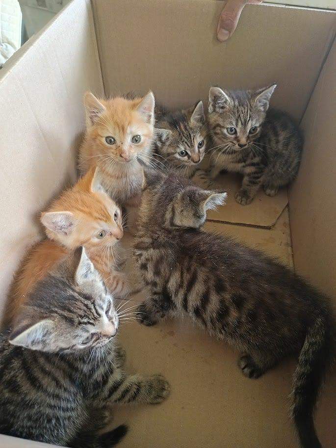 Adorable mixed breed kittens looking for new homes