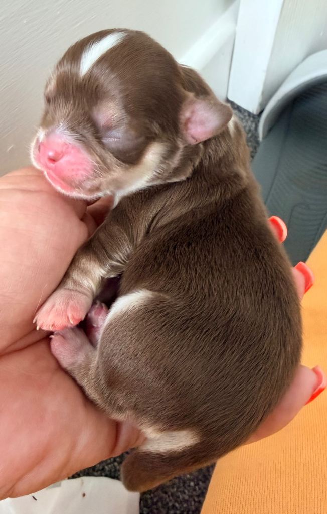 Long coat chihuahua puppies 