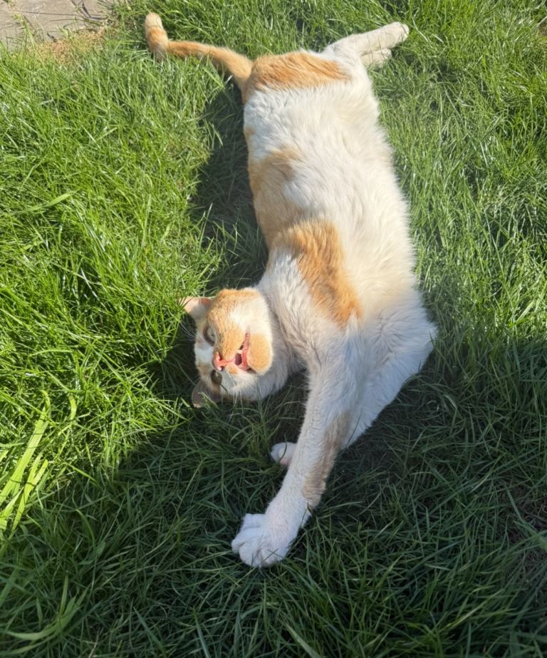 cat