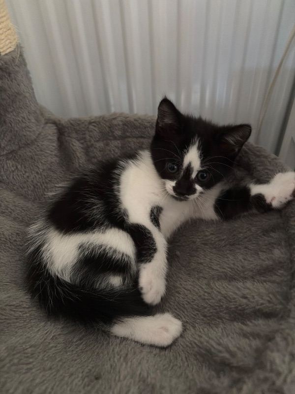  Beautiful kittens looking for forever home