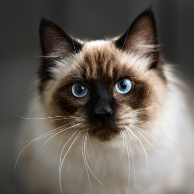 🐾 Ragdoll Cat for Sale 🐾