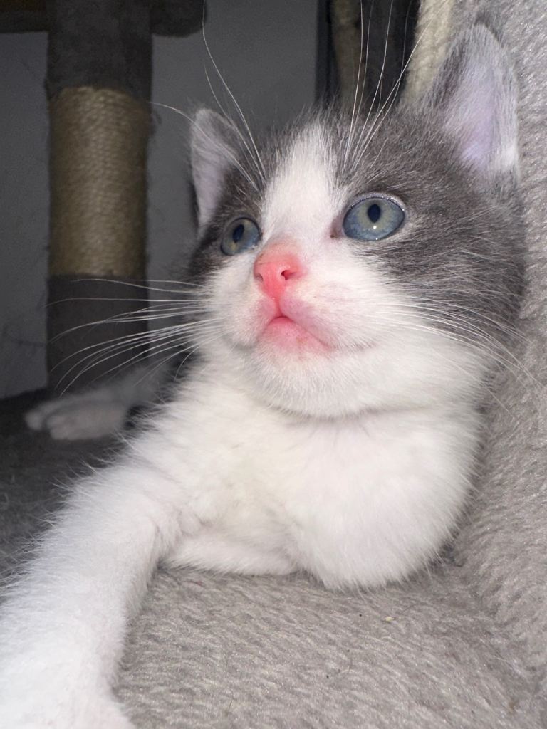 1 Stunning Cross-Breed Kittens:Ragdoll x British Shorthair 