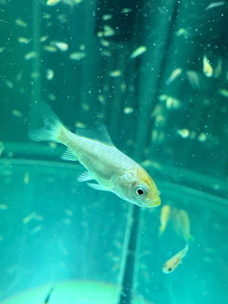 KOI FRY, 6-8 weeks old. 10 for £10