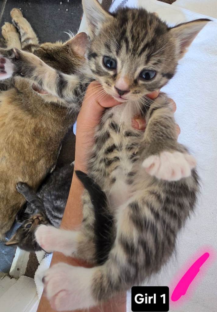 Adorable Fluffy Persian Mix Kittens looking for Forever Homes 