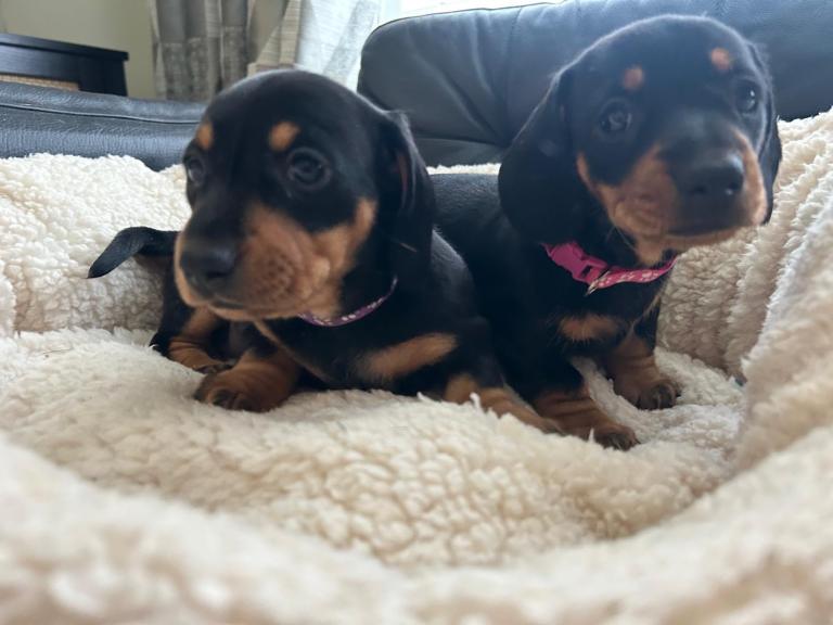 Miniature dachshunds 