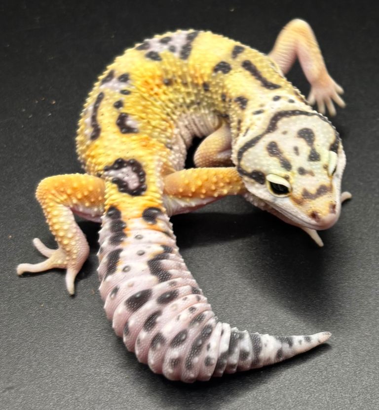 Leopard Gecko, PET ONLY