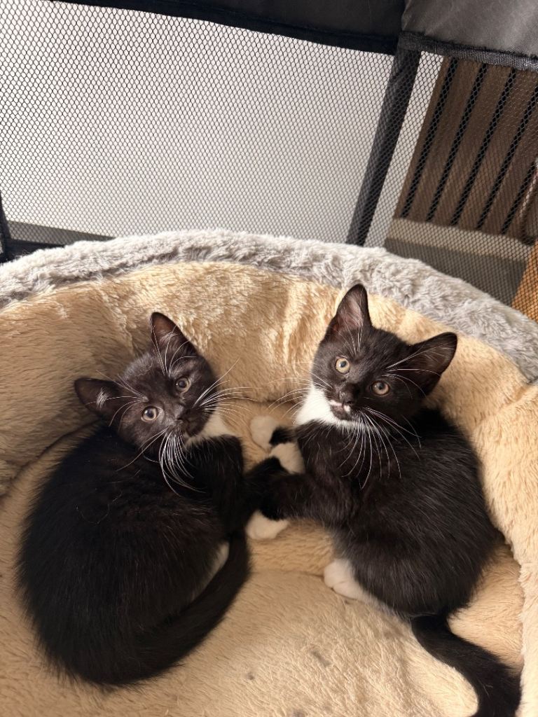 Kitten 