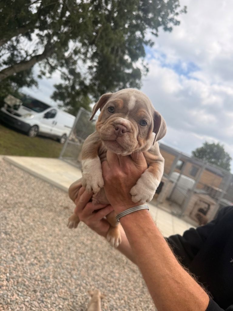 AMERICAN X ENGLISH BULLDOGS PUPS