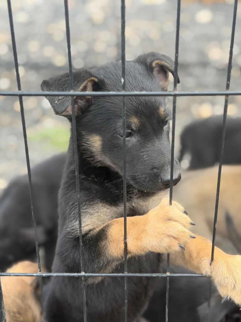 German shepherd x German shepherd/belgian Malinois puppy's 