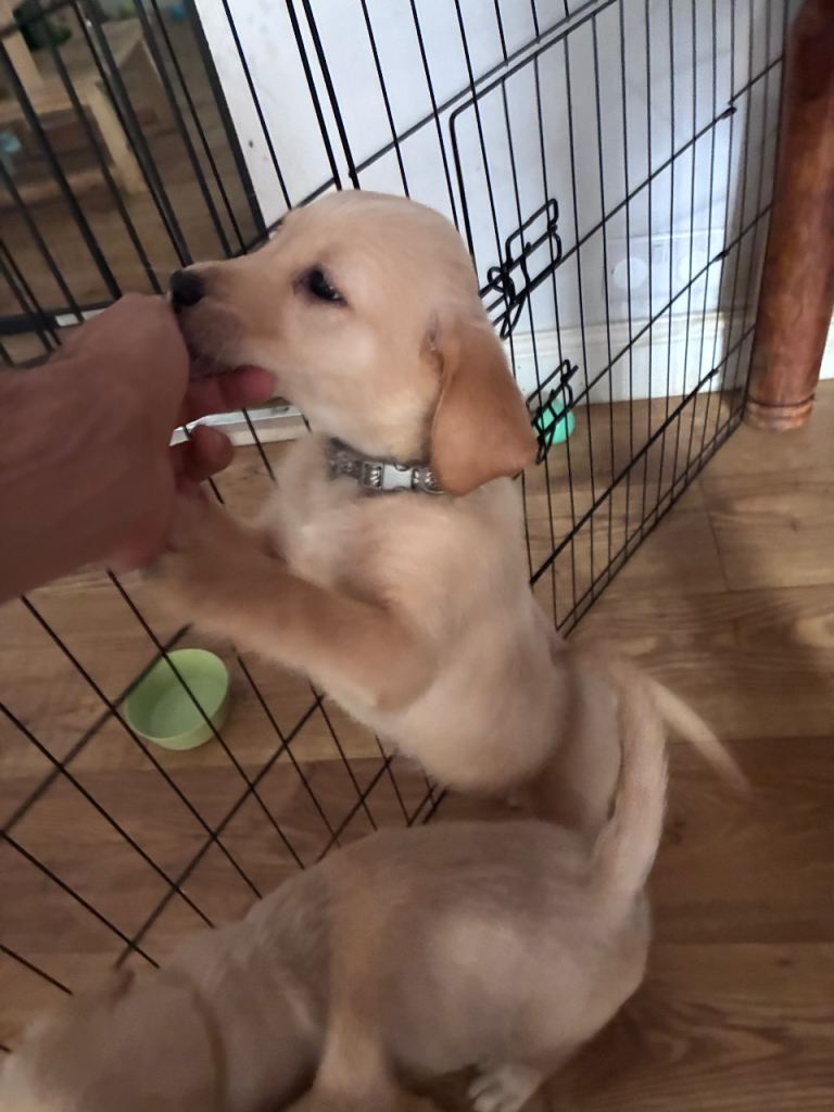 Labrador x golden retriever ( goldador) ready to go 