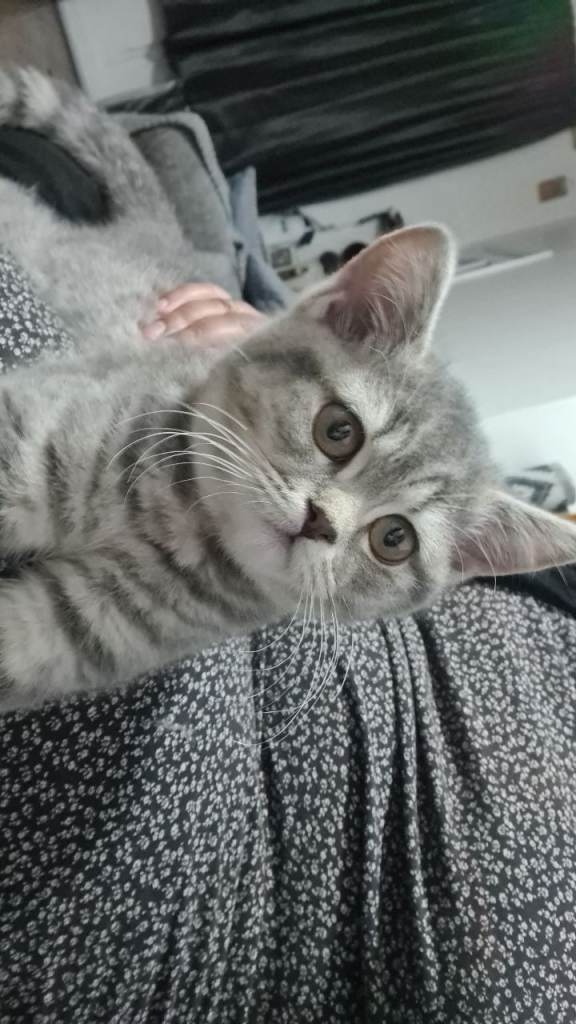 Adorable Bristh ShortHair kittens last female left