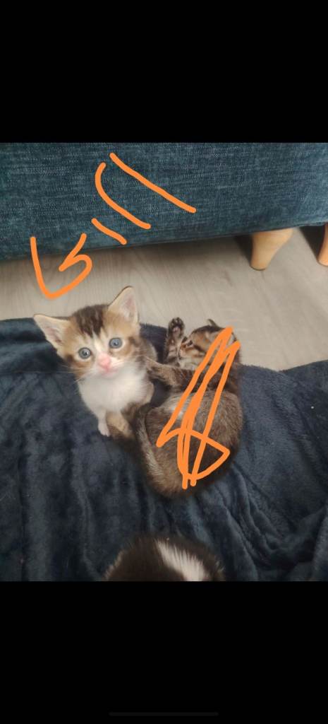 Kittens