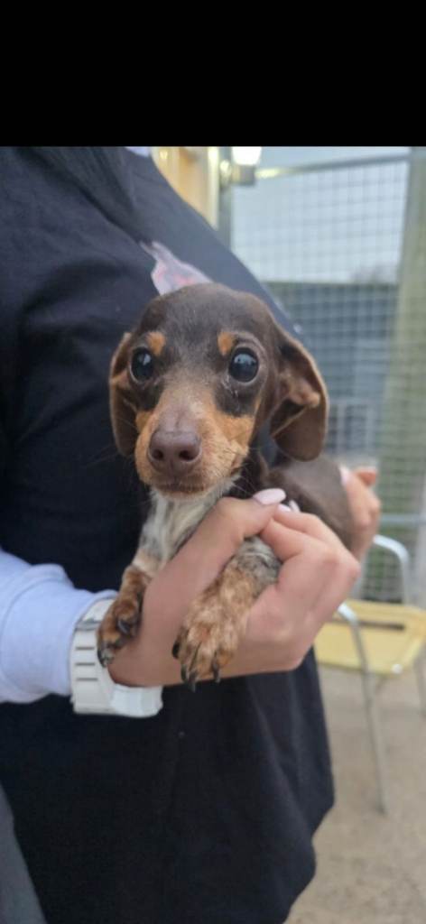 Mini dachshund puppy 